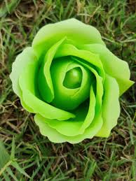 Light Green Rose Flower seeds for Planting - Fragrant Blossoms, Heirloom & GMO Free Seeds for Home Garden