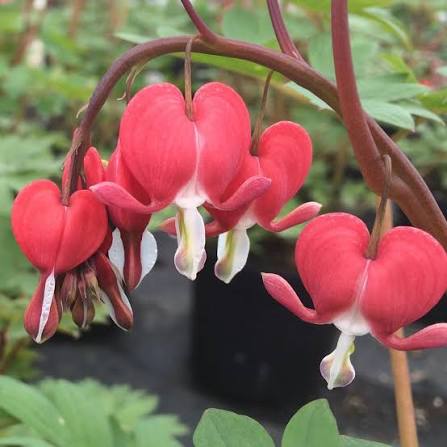 Valentine Red Bleeding Heart Roots for Shade Gardens, Borders, Containers & Outdoor Landscapes