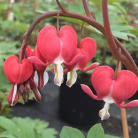 Valentine Red Bleeding Heart Roots for Shade Gardens, Borders, Containers & Outdoor Landscapes