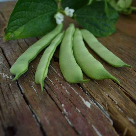 Climbing Romano Bean plants in a home vegetable garden