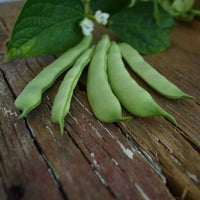 Climbing Romano Bean plants in a home vegetable garden