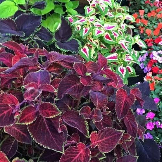 Coleus Hybridus Rainbow Mix growing in decorative outdoor containers with vivid leaves.

