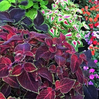 Coleus Hybridus Rainbow Mix growing in decorative outdoor containers with vivid leaves.

