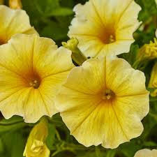 Yellow Petunia Flower seeds for Planting - Perfect for Borders, Heirloom & GMO Free Seeds for Home Garden