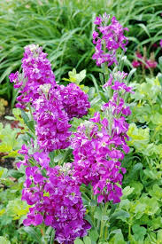 Purple & WhiteMatthiola Incana Flower seeds for Planting - Sun Loving, Heirloom & GMO Free Seeds for Home Garden