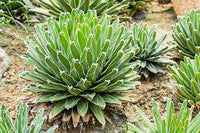Green Agave Victoria Regina Flower seeds for Planting - Perfect for Borders, Heirloom & GMO Free Seeds for Home Garden