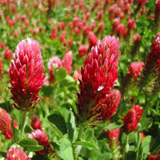 Red Clover Flower seeds for Planting - Easy to Grow, Heirloom & GMO Free Seeds for Home Garden