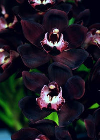 Close-up of an exotic black orchid flower with rich dark petals.