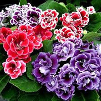 Multi Gloxinia Flower Seeds Flower seeds for Planting Premium Quality Heirloom & GMO Free Seeds for Home Garden