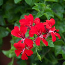 Red Pelargonium Peltatum Flower Seeds for Planting Hardy Variety Heirloom & GMO Free Seeds for Home Garden
 
 Sale