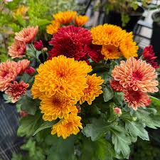 Chrysanthemum Flower seeds for Planting Garden Favorite Heirloom & GMO Free Seeds for Home Garden