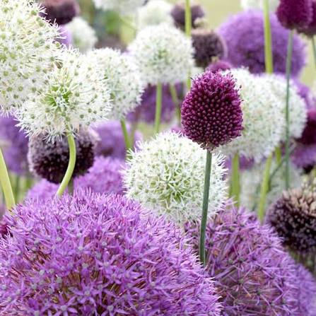 Allium bulb mix growing in a garden bed with green foliage