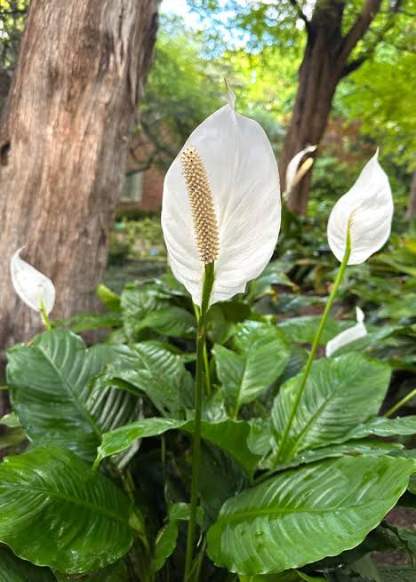 Spathiphyllum Peace Lily decorative houseplant for indoor spaces