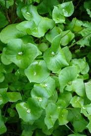 Winter purslane salad greens growing in a vegetable garden container.