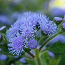 Violet Ageratum Flower seeds for Planting - Seasonal Bloomer, Heirloom & GMO Free Seeds for Home Garden