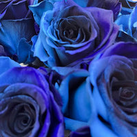 Blue Midnight Rose flowers growing in a colorful home garden landscape.