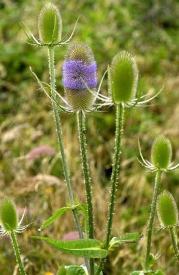 Tall Wild Teasel plants growing in a naturalized garden landscape.