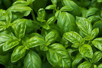 Basil plants thriving in a patio container with vibrant green foliage.

