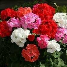 Light Red Green Geranium Flower Seeds for Planting Bright Blooms Heirloom & GMO Free Seeds for Home Garden
 
 Sale