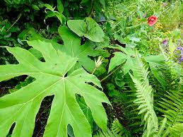 Tetrapanax papyrifer plant with large green leaves
