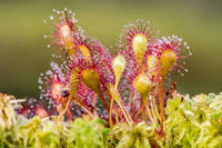 Light Pink Sundew for Planting Hardy Variety Heirloom & GMO Free Seeds for Home Garden
 
 Sale