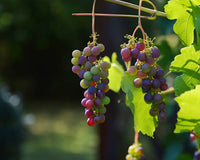 Hardy perennial grape vine with green foliage