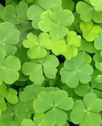 Khaki Green Four Leaf Clover Seeds for Planting – Heirloom NonGMO Organic Garden Seeds High Germination
 
 Sale