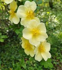 Xanthina Rose Flower seeds for Planting Wildflower Mix Heirloom & GMO Free Seeds for Home Garden