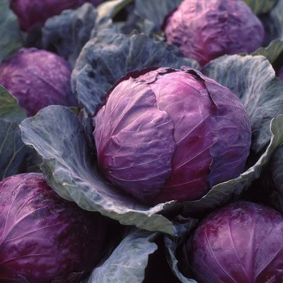 Red Acre Cabbage Seeds – Compact Red Cabbage Variety for Home Gardens