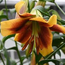 Yellow Brown Lilium Flower Seeds for Planting Shade Tolerant Heirloom & GMO Free Seeds for Home Garden  Sale
