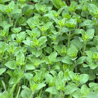 Fresh green oregano leaves growing on an herb plant