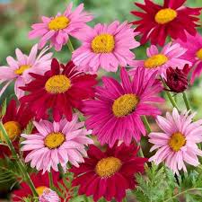 Chrysanthemum Robinson's Flower seeds for Planting Pollinator Friendly Heirloom & GMO Free Seeds for Home Garden