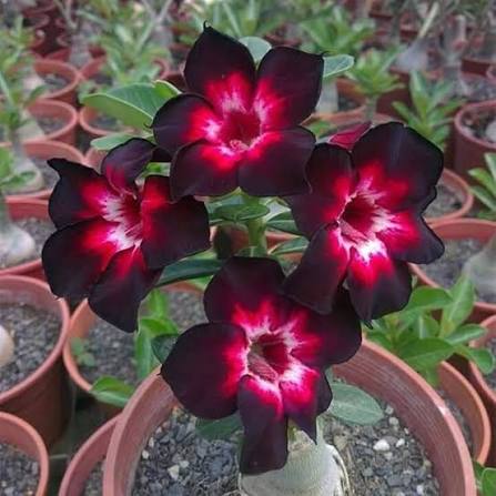 Desert Rose Adenium obesum bulbs for planting
