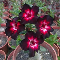 Desert Rose Adenium obesum bulbs for planting