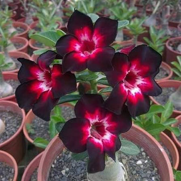Desert Rose Adenium obesum bulbs for planting