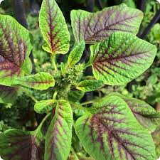 Healthy Red Calaloo leafy greens growing in a home vegetable garden.

