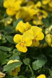 Yellow Viola Flower seeds for Planting - Perfect for Borders, Heirloom & GMO Free Seeds for Home Garden