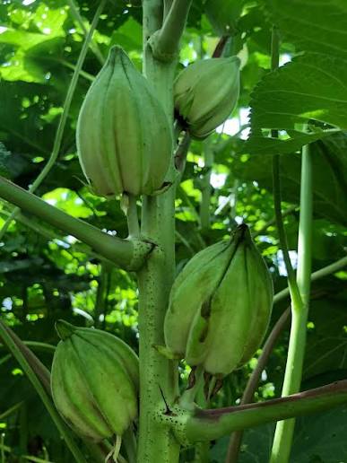 Motherland Okra Seeds – Open Pollinated Heirloom Non-GMO Garden Vegetable Seeds