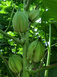 Motherland Okra Seeds – Open Pollinated Heirloom Non-GMO Garden Vegetable Seeds