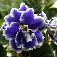 White Blue Adenium Obesum Seeds Flower seeds for Planting Colorful Display Heirloom & GMO Free Seeds for Home Garden
