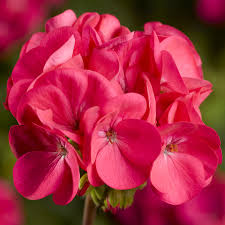 Pink Yellow Geranium Flower seeds for Planting - Colorful Display, Heirloom & GMO Free Seeds for Home Garden