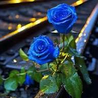 Dark Blue Holland Rose Flower Seeds for Planting Cottage Garden Essential Heirloom & GMO Free Seeds for Home Garden
 
 Sale