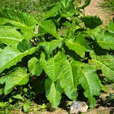 Rustikana Cochlearia Plant Seeds for Your Garden  Premium Quality Flower Seeds
