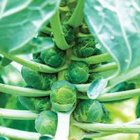 Healthy green Brussels sprout plants ready for harvest in a raised bed.

