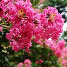 Pink Crape Myrtle Flower seeds for Planting - Garden Favorite, Heirloom & GMO Free Seeds for Home Garden