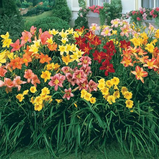 Beautiful daylily blooms with green garden foliage
