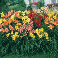 Beautiful daylily blooms with green garden foliage