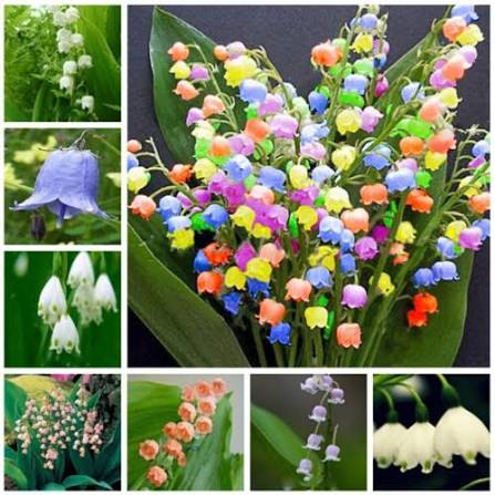 Lily of the Valley with delicate white bell-shaped flowers