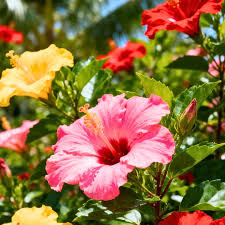 Mixed Hibiscus plants with colorful flowers and foliage