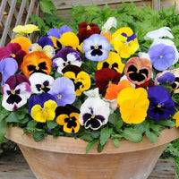 Winter flowering pansy plants with colorful blooms in a garden setting.